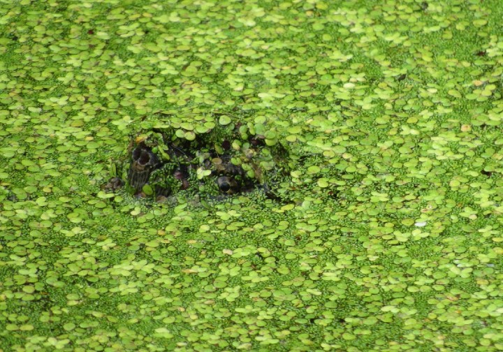 Common Snapping Turtle